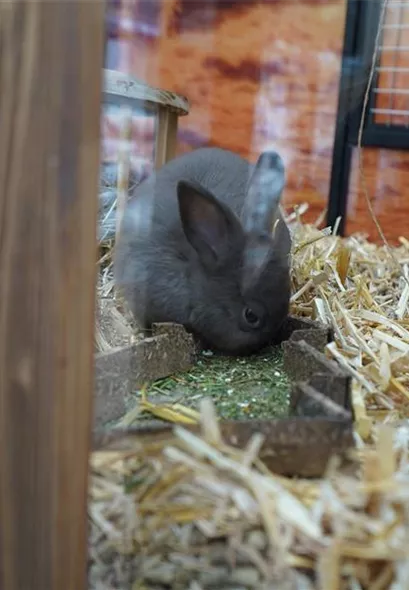 zoo-tierbedarf-hasenfutter-heilbronn.jpg