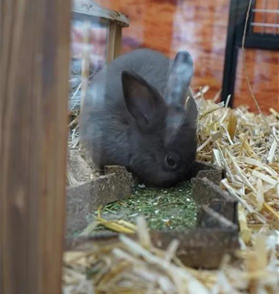 zoo-tierbedarf-hasenfutter-heilbronn.jpg
