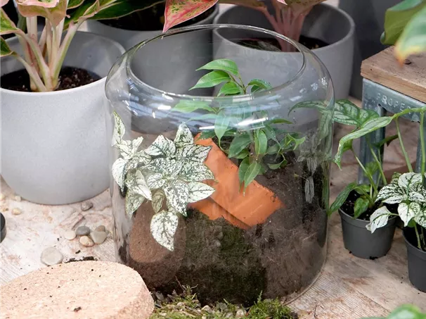 frau.jpg terrarium-bepflanzen_9.jpg